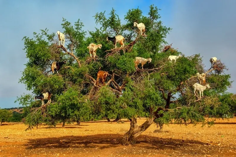 Goats climbing Argan trees in Morocco