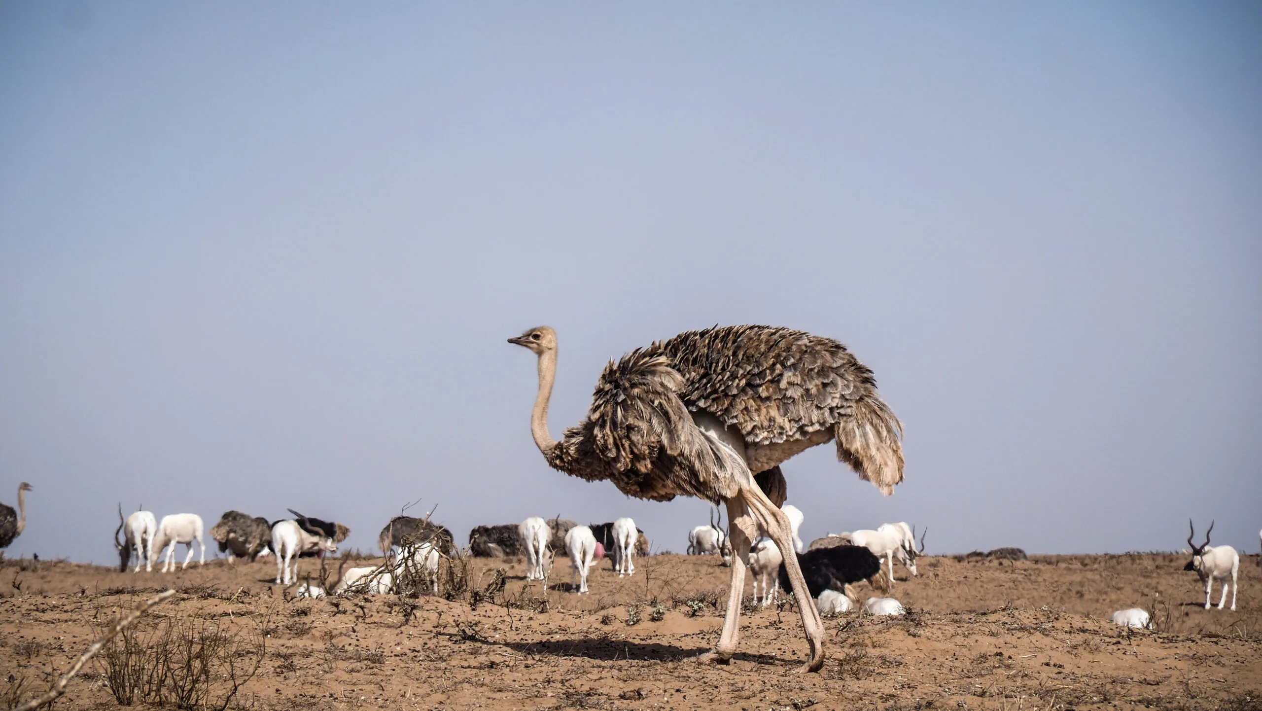 Self-Drive Safari: Exploring Souss-Massa National Park & The Mini Sahara